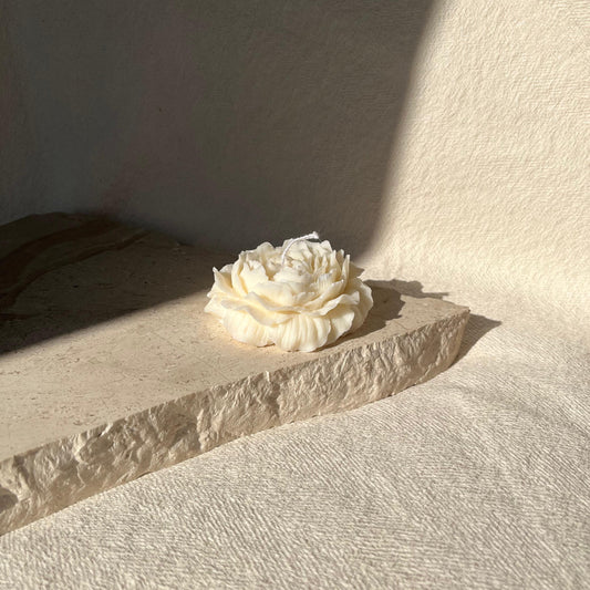 CAMELIA PICCOLA
