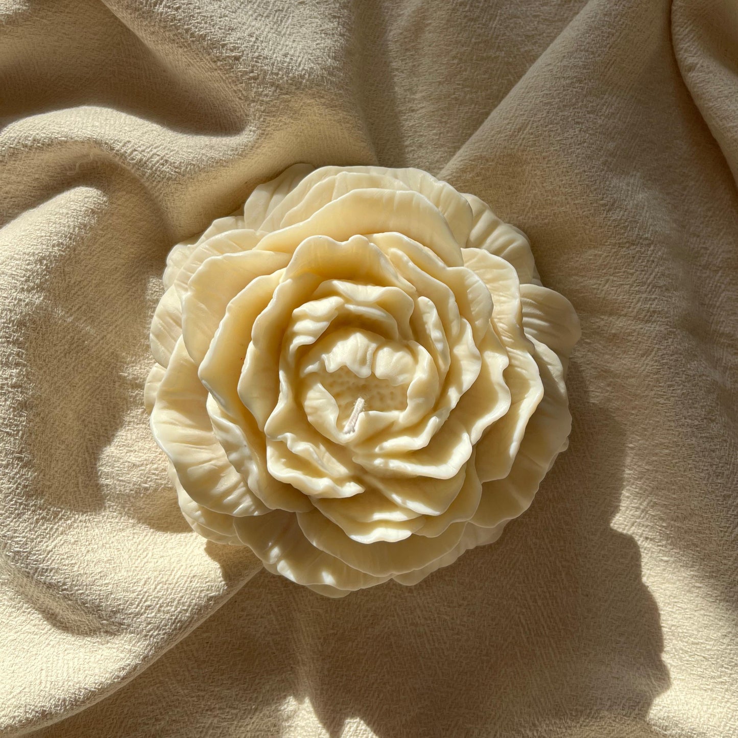 CAMELIA GRANDE